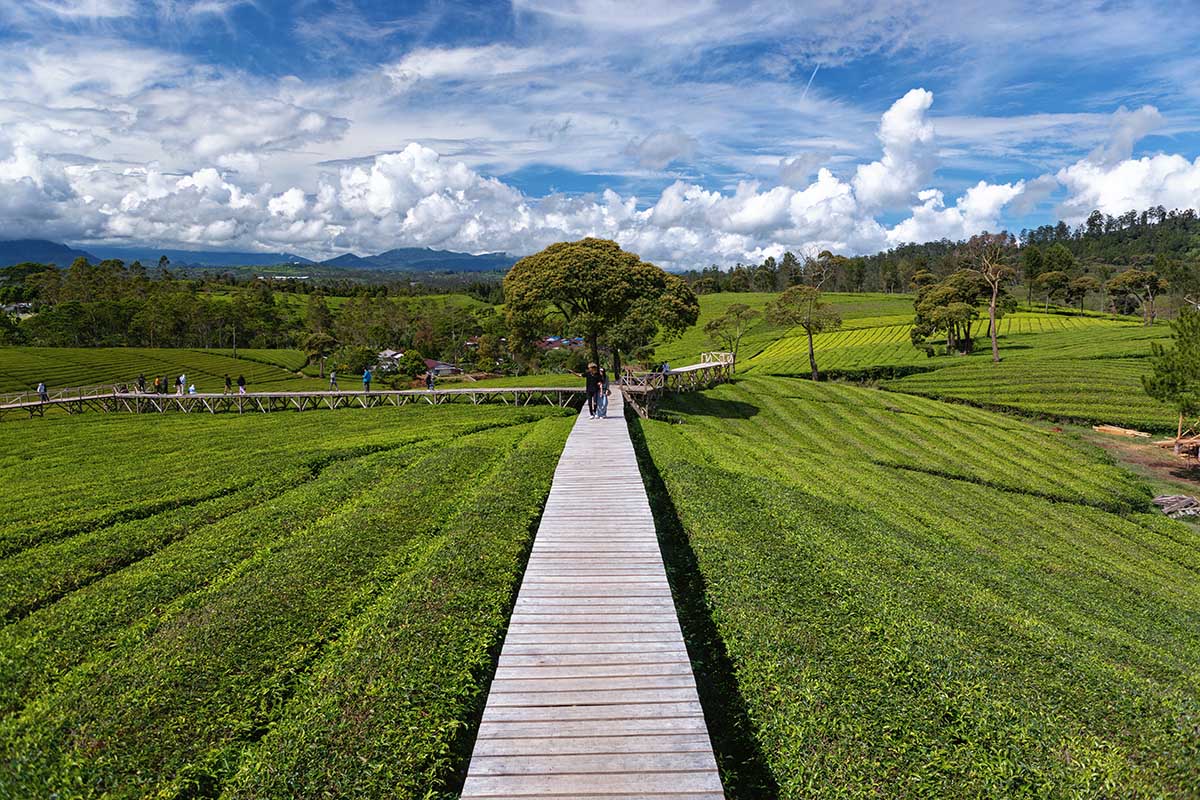 kebun-teh-riung-gunung-tempat-penyegaran-pikiran