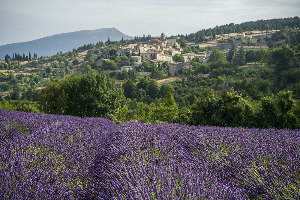 mengejar-bunga-ungu-ke-provence