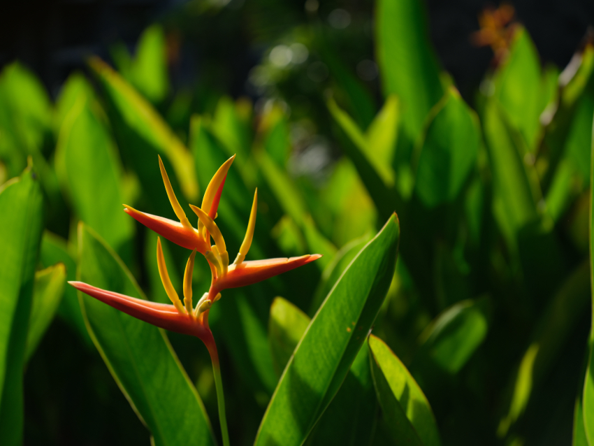 boleh-nggak-namaku-diganti