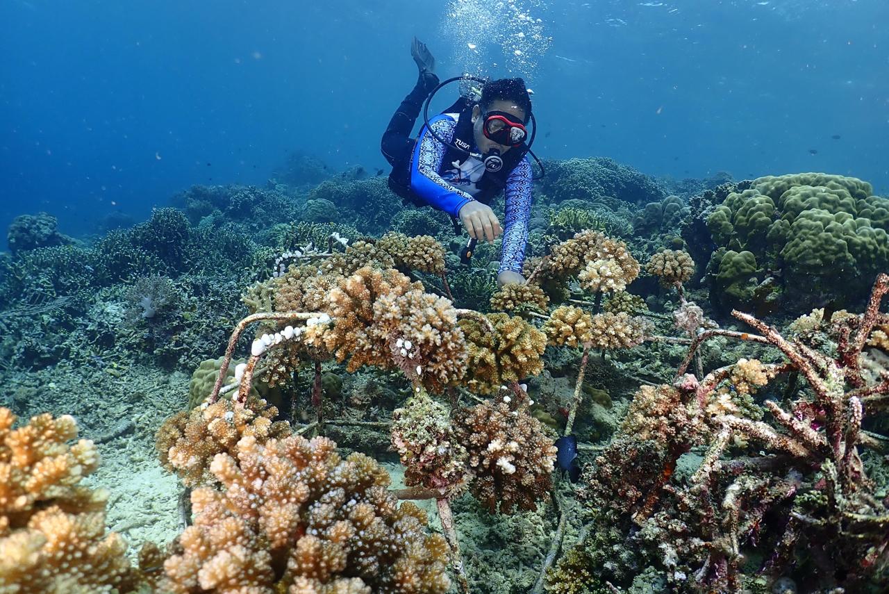 marine-and-fisheries-treasures-in-west-sulawesi