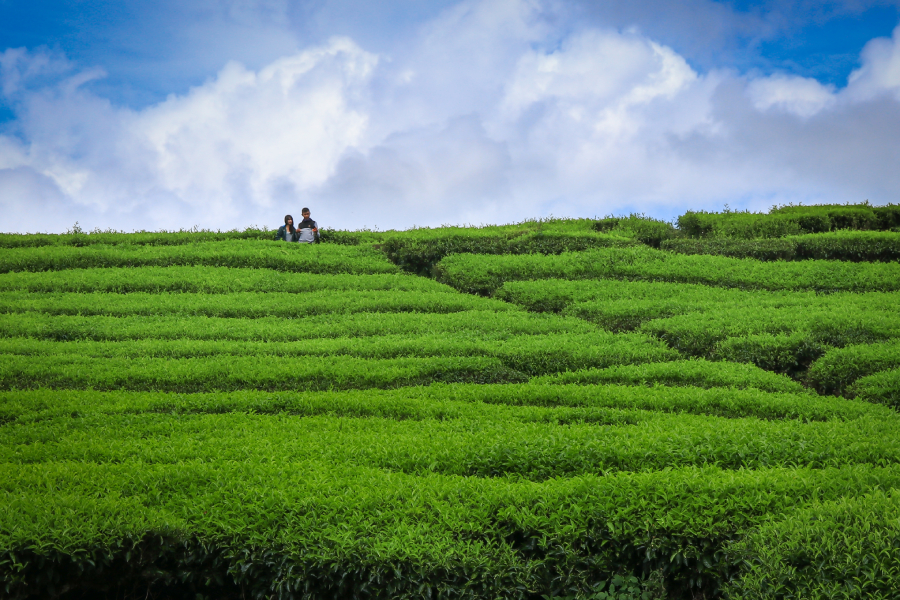 Wisata Kebun Teh Indonesia 3 Lionmag.id