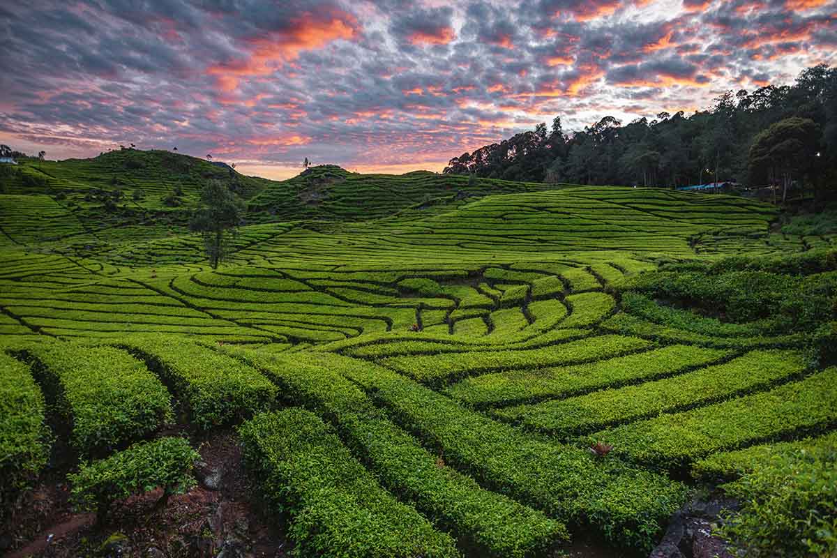 keindahan-barisan-pohon-teh-ciwidey