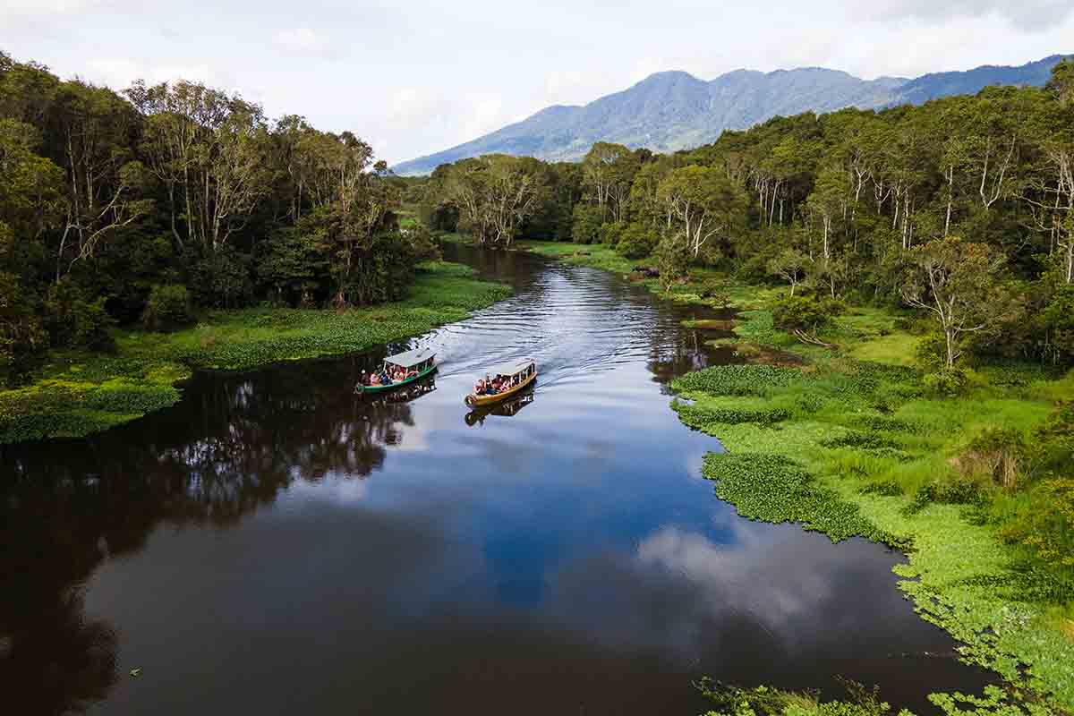 rawa-bento-amazon-di-tanah-sumatera