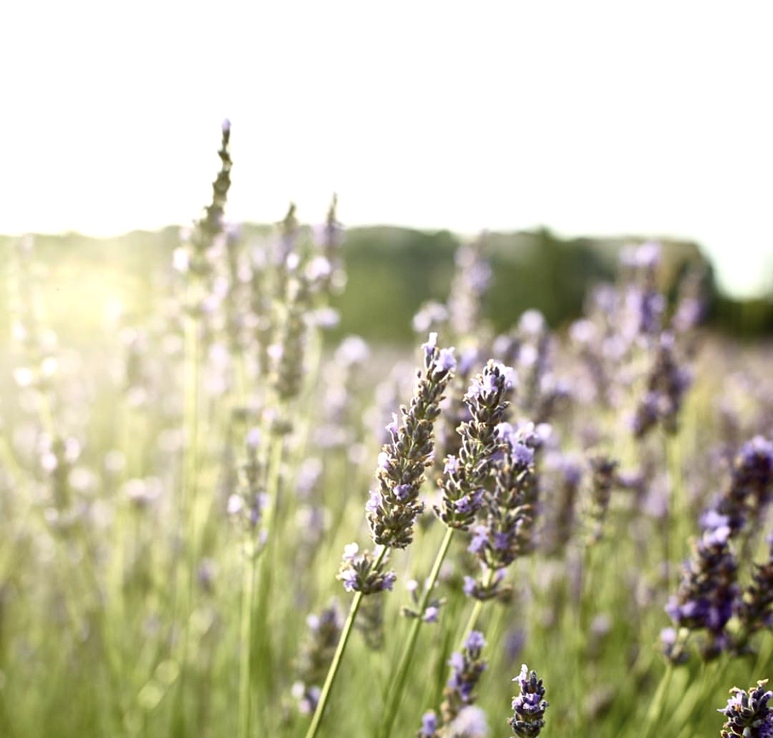 lavender-the-miracle-flower-of-the-middle-sea