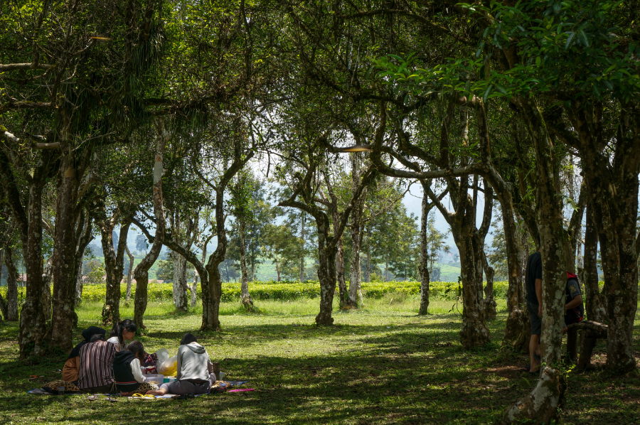 wisata-kebun-teh-indonesia