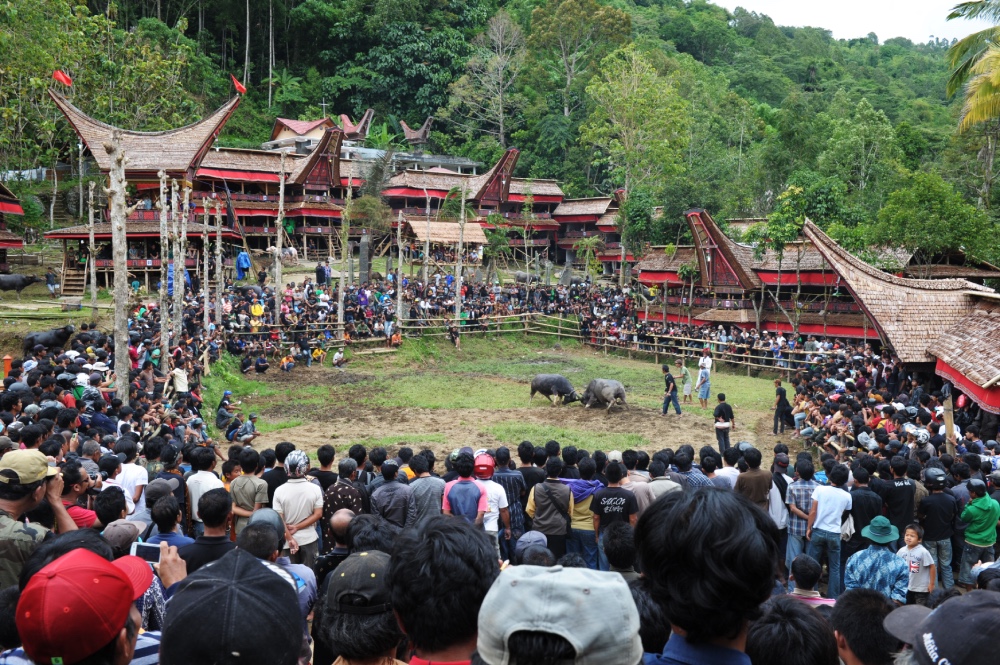 sahaja-tana-toraja